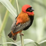 红寡妇鸟-缩略图-4