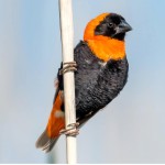 红寡妇鸟-缩略图-5