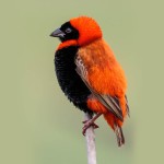 红寡妇鸟-缩略图-7