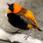 红寡妇鸟-缩略图-9