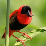 红寡妇鸟-缩略图-10