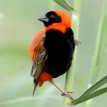 红寡妇鸟-缩略图-12