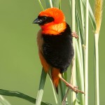 红寡妇鸟-缩略图-13