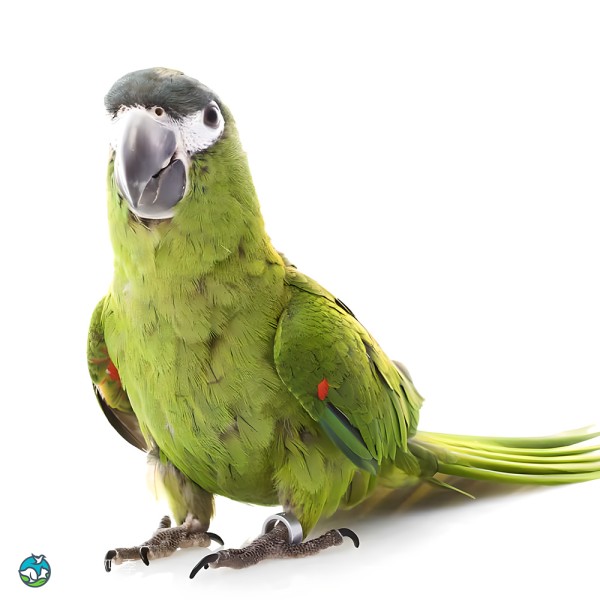 红肩金刚鹦鹉-1