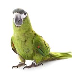 红肩金刚鹦鹉-缩略图-1