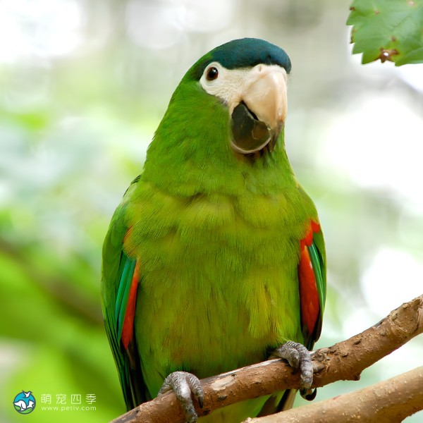 红肩金刚鹦鹉-2