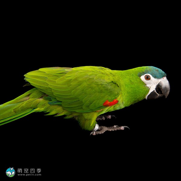 红肩金刚鹦鹉-3