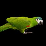 红肩金刚鹦鹉-缩略图-3