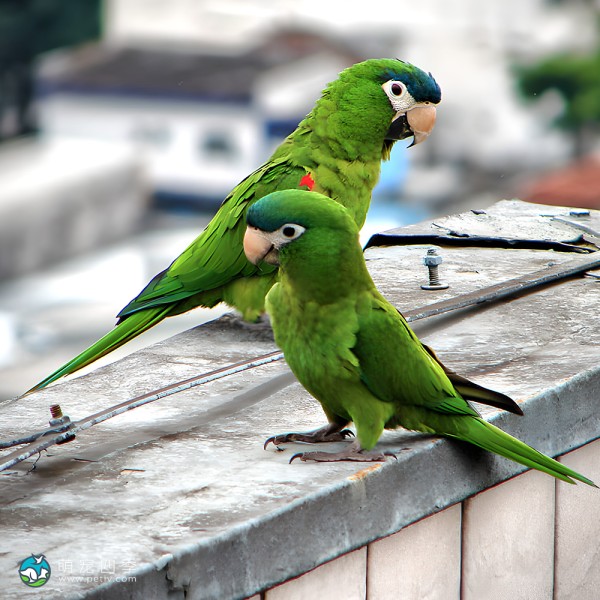 红肩金刚鹦鹉-4