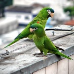 红肩金刚鹦鹉-缩略图-4