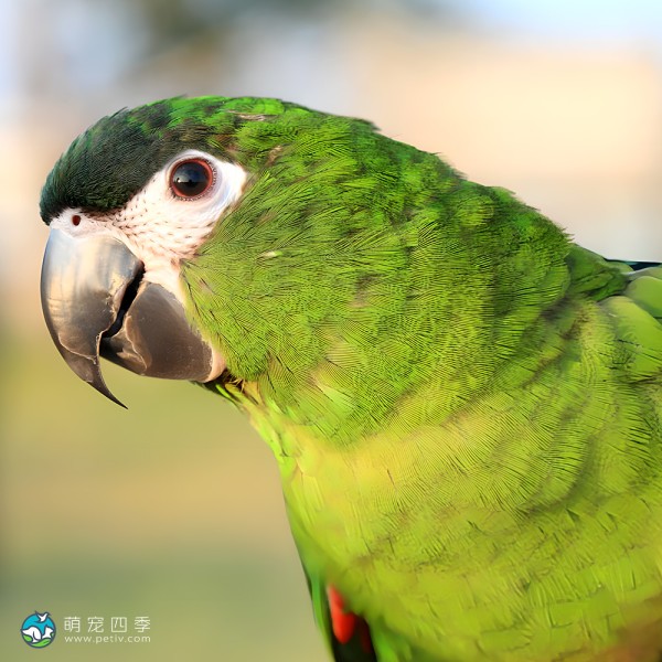 红肩金刚鹦鹉-5