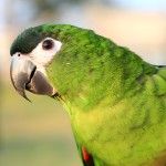 红肩金刚鹦鹉-缩略图-5