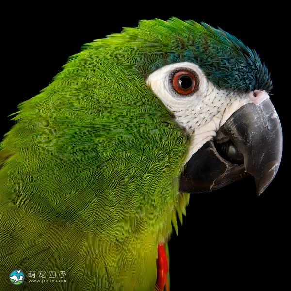 红肩金刚鹦鹉-6