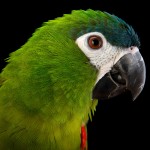 红肩金刚鹦鹉-缩略图-6