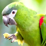 红肩金刚鹦鹉-缩略图-7