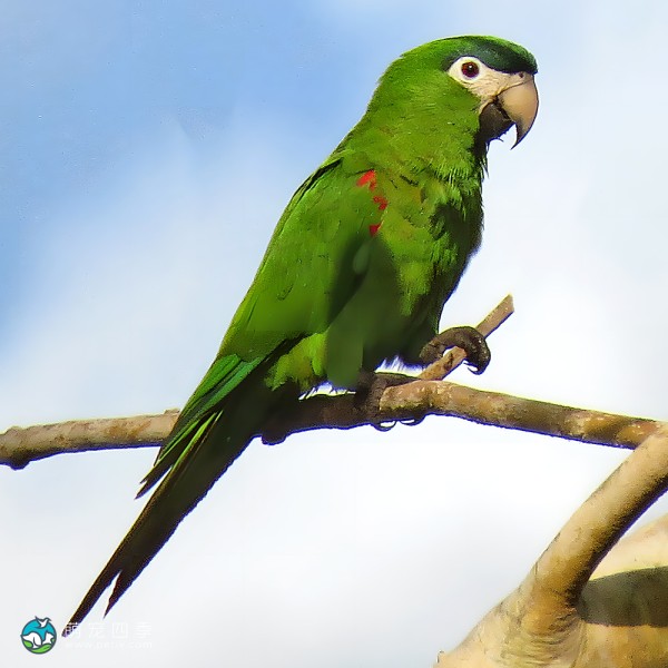 红肩金刚鹦鹉-8