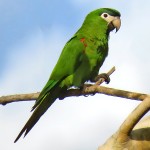 红肩金刚鹦鹉-缩略图-8