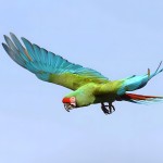 红肩金刚鹦鹉-缩略图-9