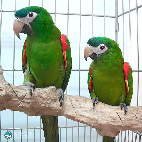 红肩金刚鹦鹉-10