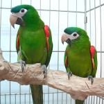 红肩金刚鹦鹉-缩略图-10