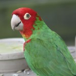 红面具锥尾鹦鹉-缩略图-1