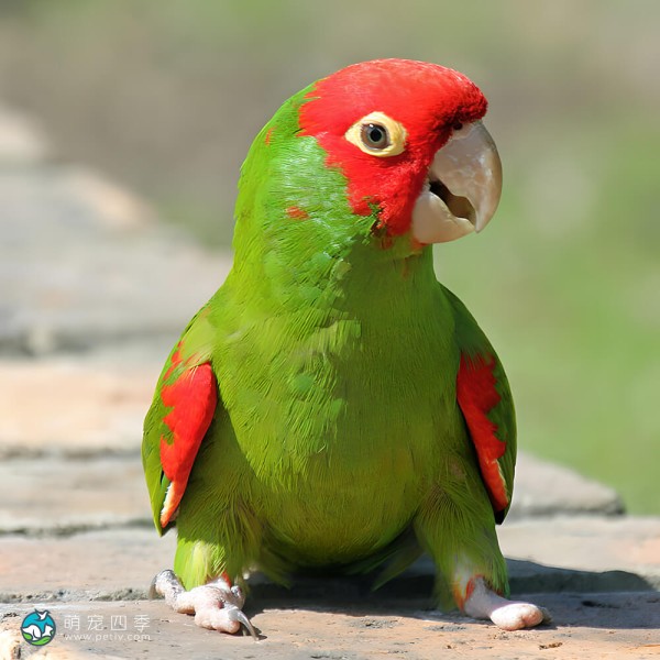 红面具锥尾鹦鹉-2