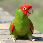 红面具锥尾鹦鹉-缩略图-2