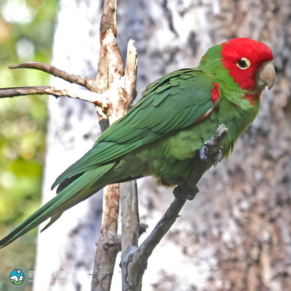 红面具锥尾鹦鹉-3