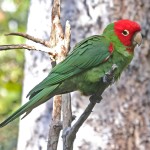 红面具锥尾鹦鹉-缩略图-3