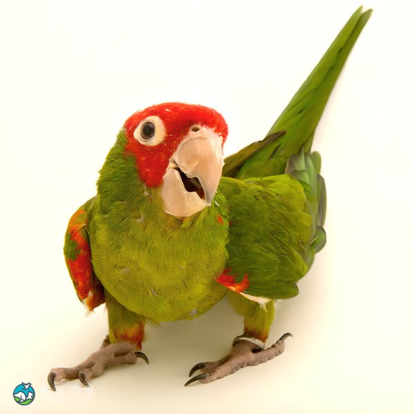 红面具锥尾鹦鹉-4