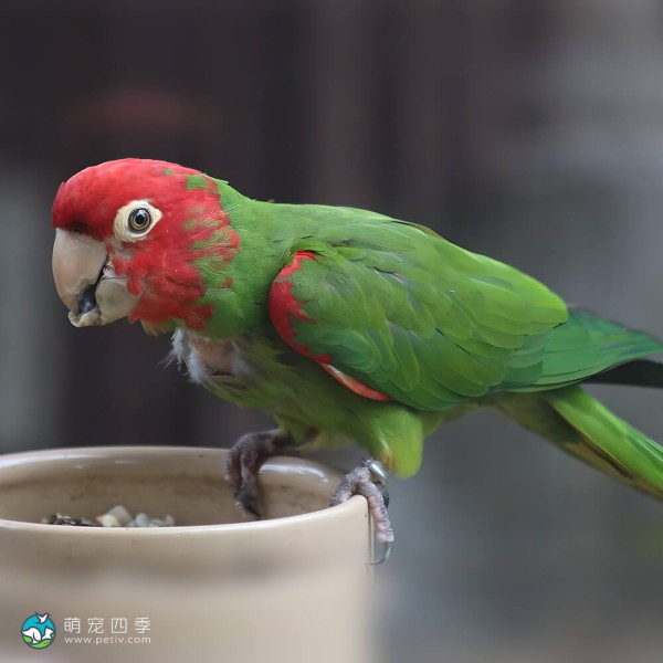 红面具锥尾鹦鹉-5