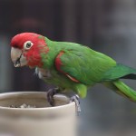 红面具锥尾鹦鹉-缩略图-5