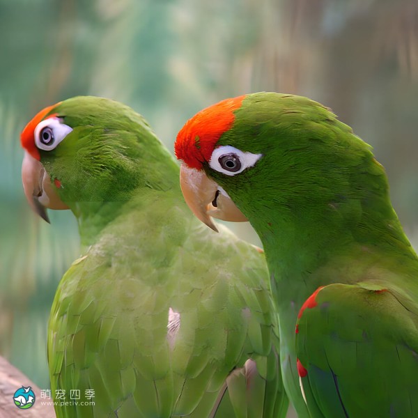 红面具锥尾鹦鹉-6