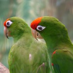 红面具锥尾鹦鹉-缩略图-6