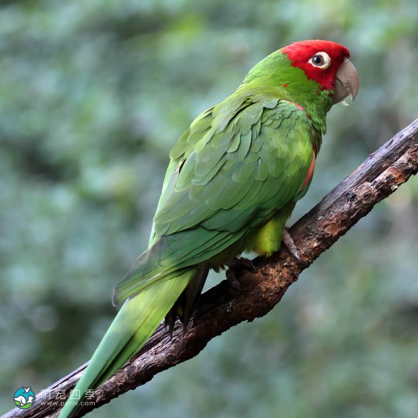 红面具锥尾鹦鹉-7