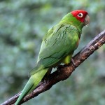 红面具锥尾鹦鹉-缩略图-7