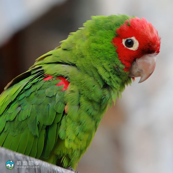 红面具锥尾鹦鹉-8