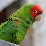 红面具锥尾鹦鹉-缩略图-8