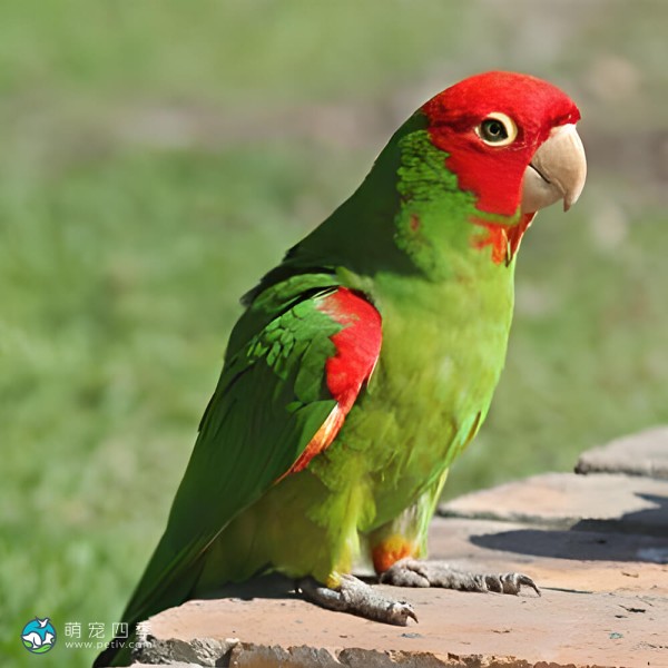 红面具锥尾鹦鹉-9
