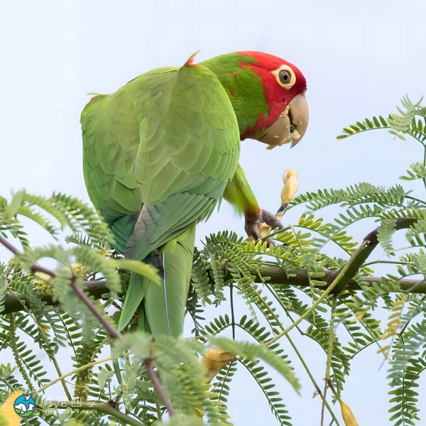 红面具锥尾鹦鹉-10