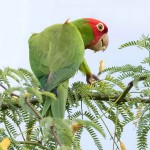 红面具锥尾鹦鹉-缩略图-10