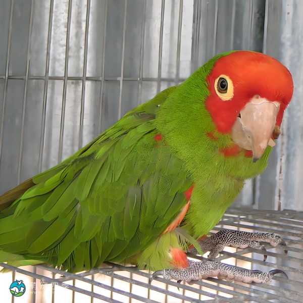 红面具锥尾鹦鹉-11