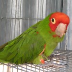 红面具锥尾鹦鹉-缩略图-11