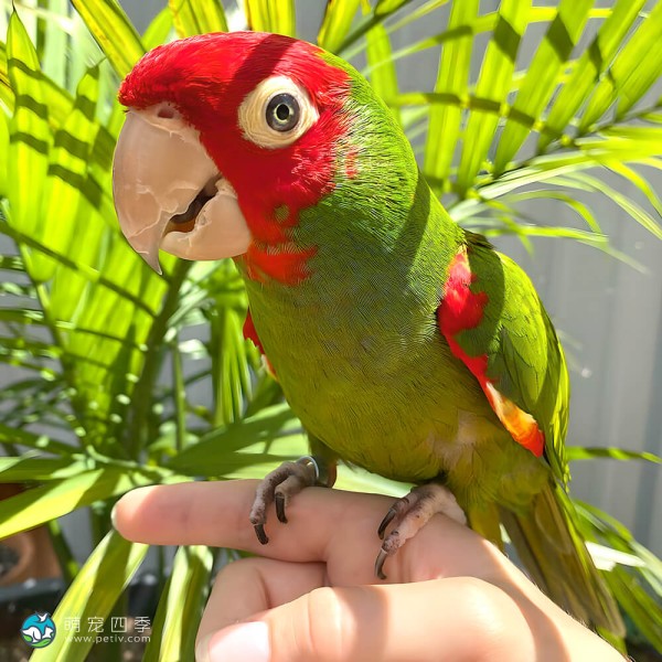 红面具锥尾鹦鹉-12