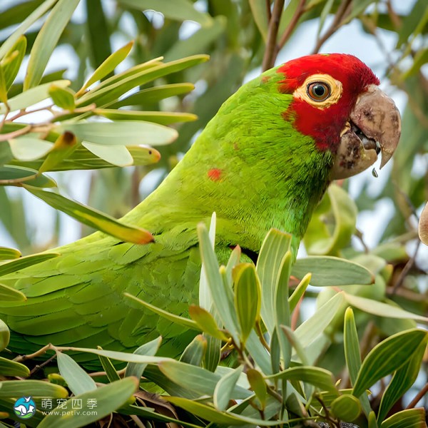 红面具锥尾鹦鹉-14