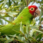 红面具锥尾鹦鹉-缩略图-14
