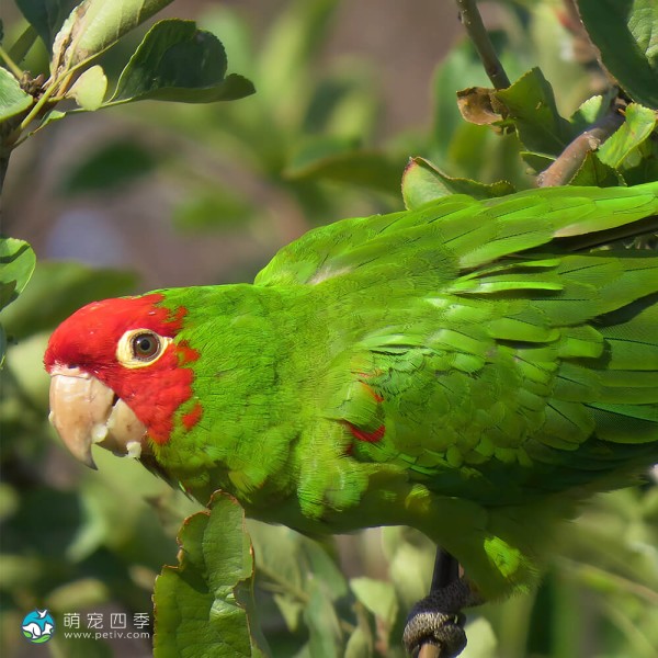 红面具锥尾鹦鹉-15