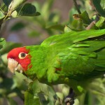 红面具锥尾鹦鹉-缩略图-15