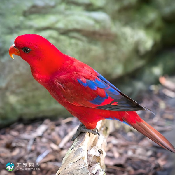 红色吸蜜鹦鹉-1