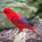 红色吸蜜鹦鹉-缩略图-1